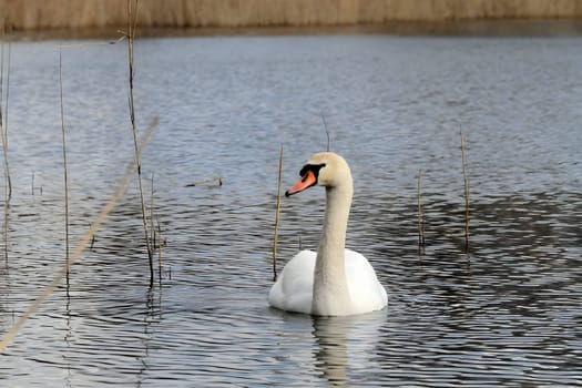 A close-up photograph captures the majestic adult mute swan gracefully gliding on the water, surrounded by lush green scenery, showcasing the beauty of nature.
