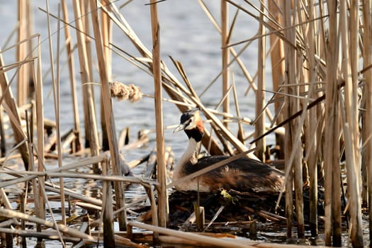The majestic Great Crested Grebe stands proudly on the breeding ground amidst the serene waters, its striking plumage captivating the eye.