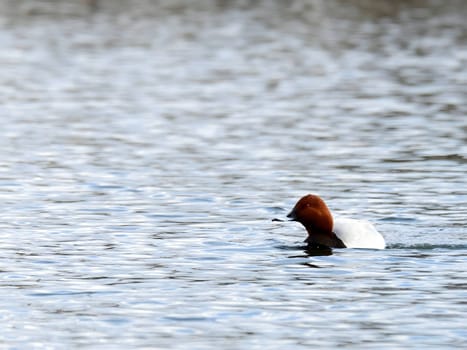 Beautiful Common Pochard gracefully gliding on the water, showcasing its elegant plumage and aquatic prowess.