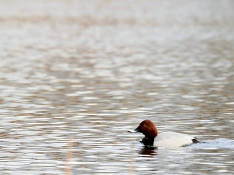 Beautiful Common Pochard gracefully gliding on the water, showcasing its elegant plumage and aquatic prowess.