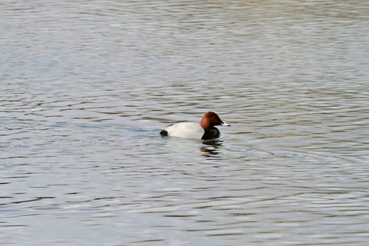 Beautiful Common Pochard gracefully gliding on the water, showcasing its elegant plumage and aquatic prowess.