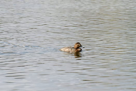 Beautiful Common Pochard gracefully gliding on the water, showcasing its elegant plumage and aquatic prowess.