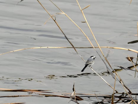 White wagtails perched gracefully on a grassy branch near the tranquil water's edge.