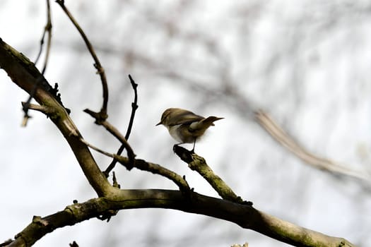 A Common Chiffchaff perched delicately on a branch, its melodious song filling the air, with a softly blurred background adding to the tranquil scene.