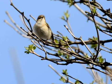 A Common Chiffchaff perched delicately on a branch, its melodious song filling the air, with a softly blurred background adding to the tranquil scene.
