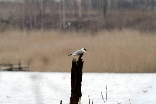 Majestic Black-headed Gull perched on a metal post, with a beautifully blurred background, capturing the serenity of the moment.
