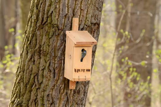 Bird nesting box attached to a sturdy tree, providing a safe shelter for our feathered friends.