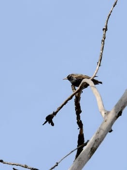 Common Starling perched gracefully on a tree branch with the vast expanse of the sky as a serene backdrop. Nature's beauty in harmony.