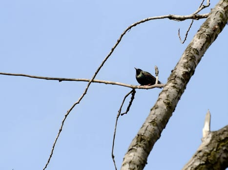 Common Starling perched gracefully on a tree branch with the vast expanse of the sky as a serene backdrop. Nature's beauty in harmony.