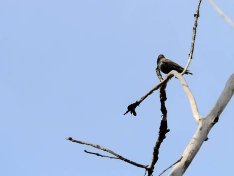 Common Starling perched gracefully on a tree branch with the vast expanse of the sky as a serene backdrop. Nature's beauty in harmony.
