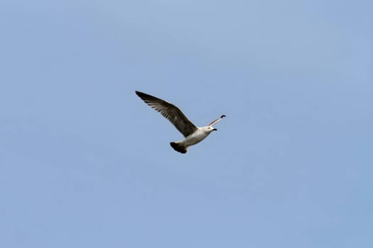 Common Gull majestically gliding through the clear blue sky.