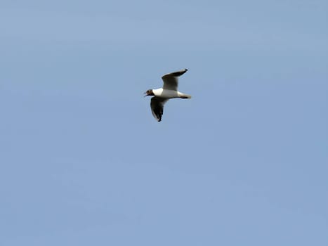 Graceful black-headed gull soaring through the vast sky, its wings spread wide in elegant flight.