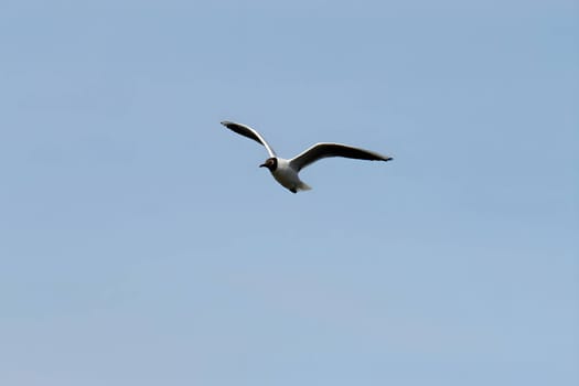 Graceful black-headed gull soaring through the vast sky, its wings spread wide in elegant flight.