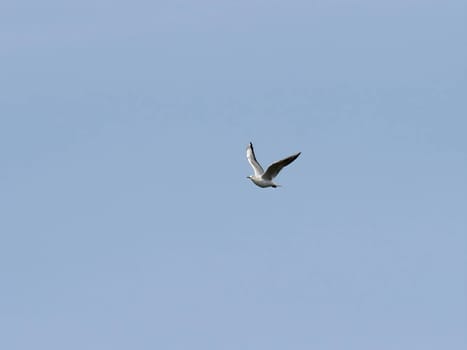 Common Gull majestically gliding through the clear blue sky.