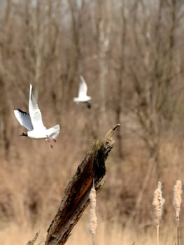 Black-headed gull in flight against the blurred background.