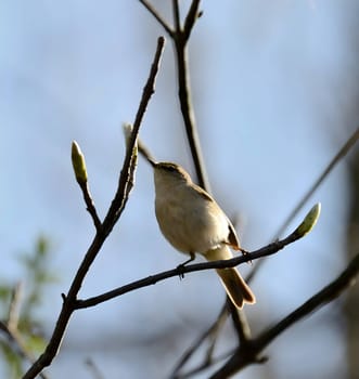 Tiny bird perched on a branch.