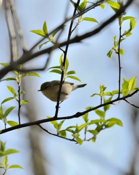 Tiny bird perched on a branch.