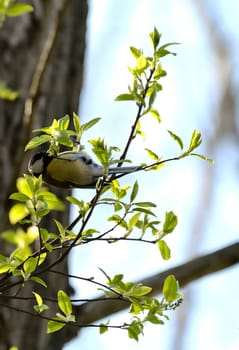 Great tit on a tree branch.