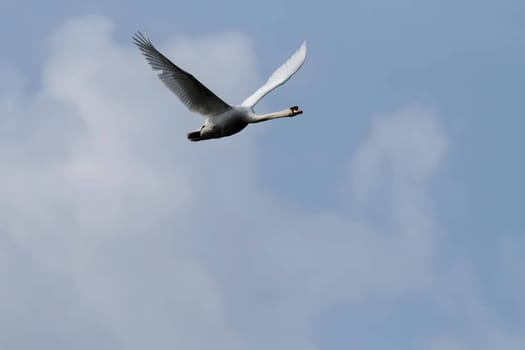 Mute Swan soaring majestically against the blue sky.