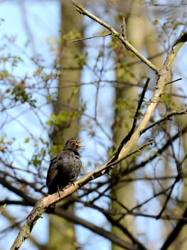 Common blackbird perched on a tree branch, background features blurred vegetation.