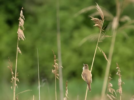 Graceful Great Reed Warbler resting on dry reeds, showcasing its vibrant colors against the natural background. A picturesque scene of wildlife.