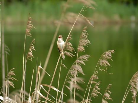Graceful Great Reed Warbler resting on dry reeds, showcasing its vibrant colors against the natural background. A picturesque scene of wildlife.