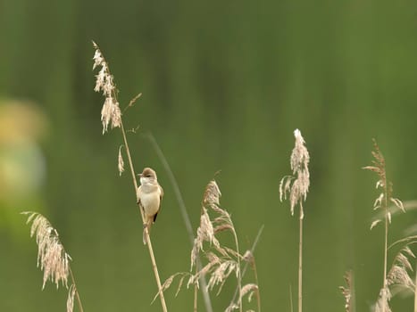 Graceful Great Reed Warbler resting on dry reeds, showcasing its vibrant colors against the natural background. A picturesque scene of wildlife.