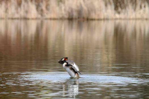 The majestic Great crested grebe, wings outstretched, poised to take flight in a graceful display of natural elegance and freedom.