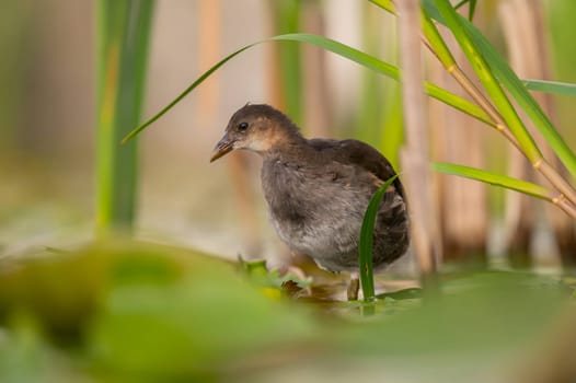 A baby Common Moorhen gracefully glides on the water, with beautifully captured reflections and blurred vegetation in the background.