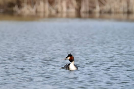 Close-up photo of a male and female Great Crested Grebe together on the water. (75 characters)