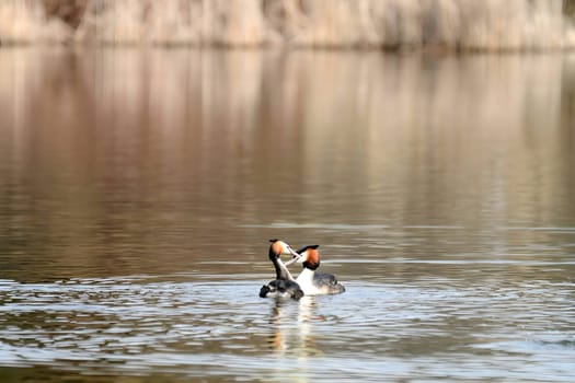 The majestic Great crested grebe, wings outstretched, poised to take flight in a graceful display of natural elegance and freedom.