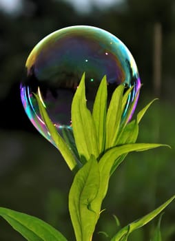 Delicate soap bubbles dance gracefully against the lush green background, creating a mesmerizing display of iridescent colors. Pure enchantment.