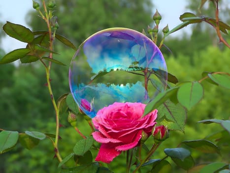 Glistening soap bubbles float amidst the rose garden in the park, reflecting the delicate beauty of the blooming roses. A dreamy spectacle.