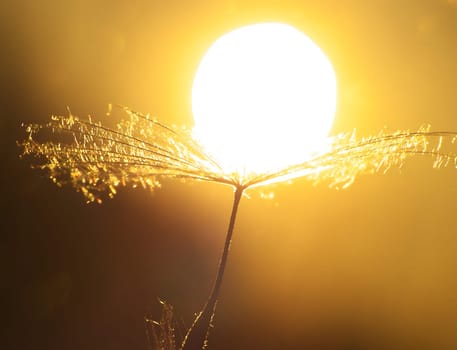 The wet dandelion seeds glisten in the sunlight, creating a mesmerizing sight against the backdrop of the sun, capturing the beauty of nature.