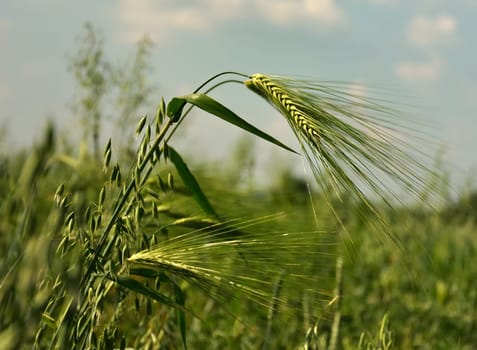 A beautiful sight of golden ears of wheat swaying gently in the field, bathed in the warm sunlight, a symbol of abundance and harvest.