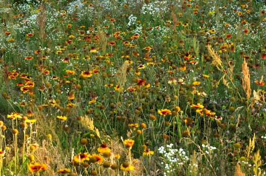 A breathtaking sight of a vast field of colorful flowers, their petals dancing in the gentle breeze, creating a beautiful and vibrant landscape.