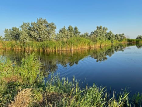 Green forest by the lake in reflection in the water beauty in nature.