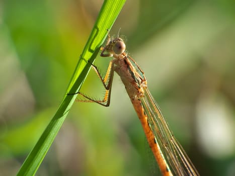 A mesmerizing close-up view of a dragonfly, showcasing its intricate wings, vibrant colors, and delicate features in stunning detail.