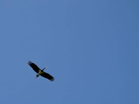 The magnificent Black Stork soars gracefully through the sky, displaying its impressive wingspan and captivating everyone with its elegant flight.