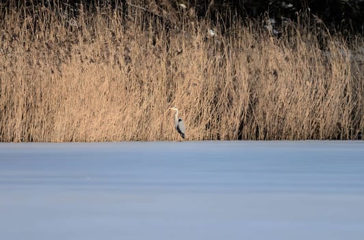 Majestic grey heron standing on frozen water, surrounded by glistening snow.