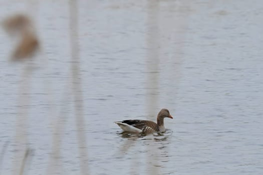Greylag goose gracefully floating on the water, with tall reeds in the serene background.