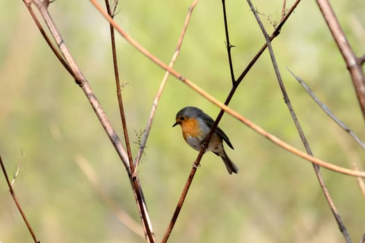 Captivating close-up of a European robin on a branch, with a beautifully blurred background.