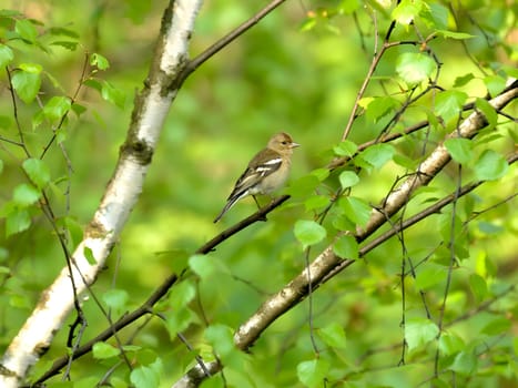 The Common Chaffinch perches gracefully on a birch branch, its colorful plumage blending harmoniously with the tree's bark. A charming sight in nature.
