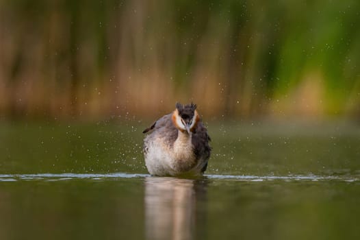 Great Crested Grebe shaking off the water, with smeared greenery and sheet of water in the background.Wildlife photo!