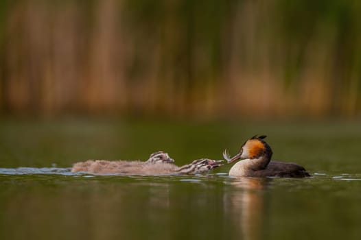 Great Crested Grebe feeding its young, with blurred greenery and sheet of water in the background.Wildlife photo!