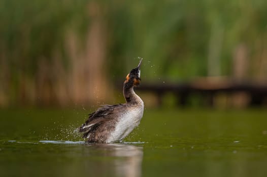 Great Crested Grebe shaking off the water, with smeared greenery and sheet of water in the background.Wildlife photo!