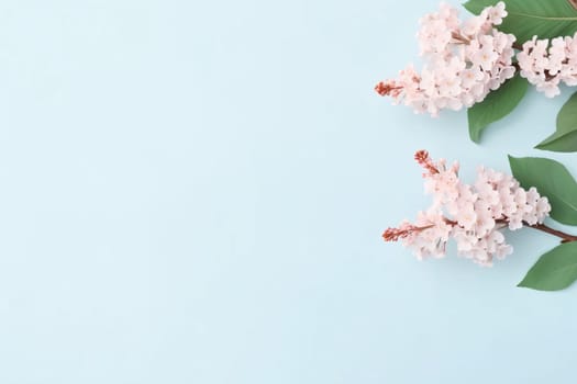 Banner: Flowers composition. Pink flowers on pastel blue background. Flat lay, top view, copy space