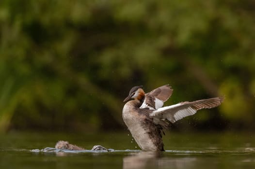 Great Crested Grebe spreading its wings for flight, with blurry greenery and sheet of water in the background.Wildlife photo!