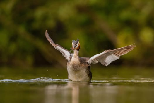 Great Crested Grebe spreading its wings for flight, with blurry greenery and sheet of water in the background.Wildlife photo!