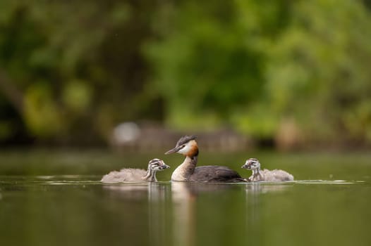 Great Crested Grebe with cubs on the water, smudged greenery and water surface in the background.Wildlife photo!